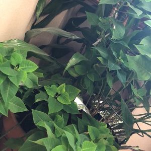 Meet your Posher, Nelly